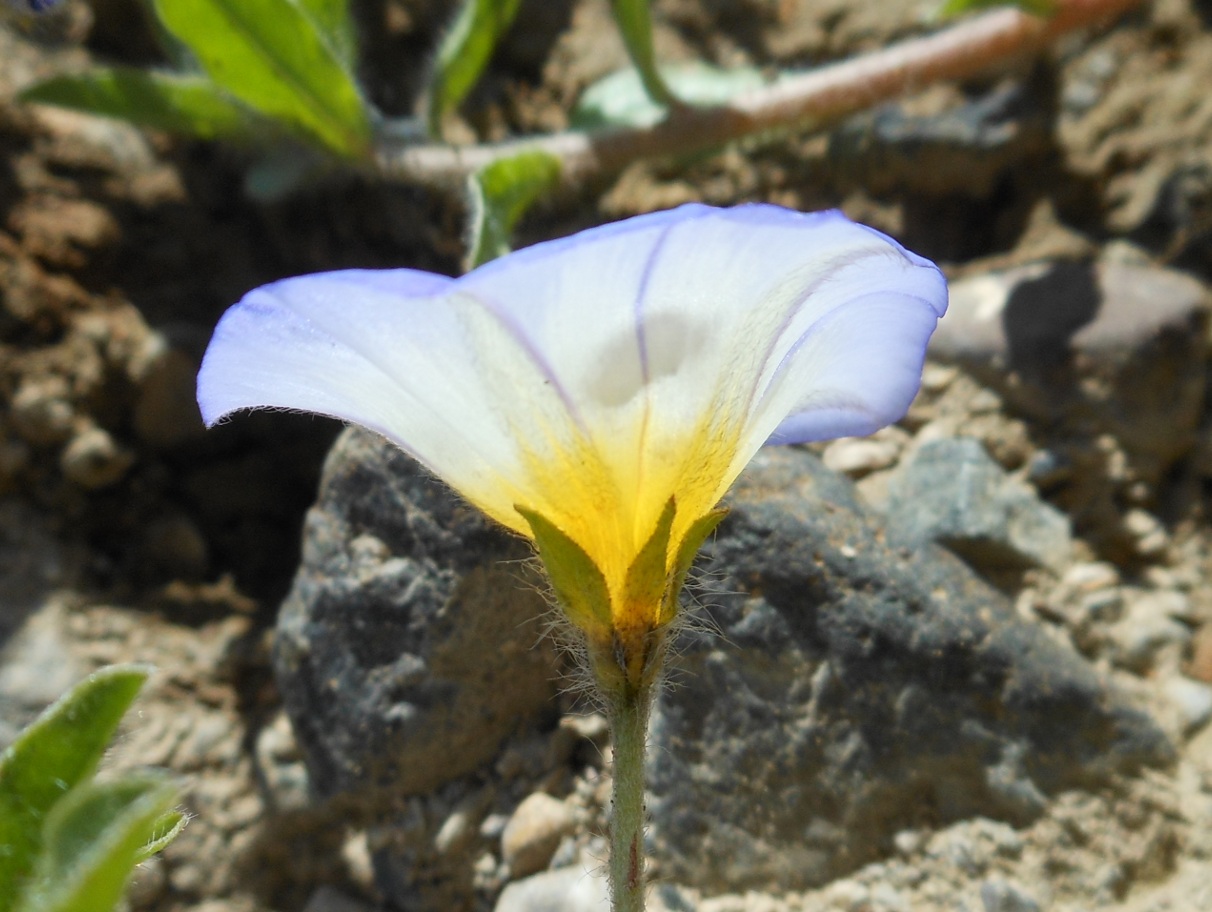 Convolvulus tricolor L. subsp. cupanianus / Vilucchio di Cupani